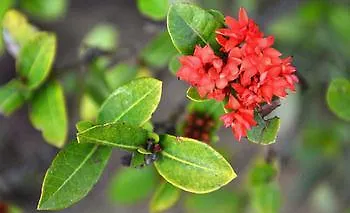 Garden Aroma Homestay Χόι Αν Βιετνάμ