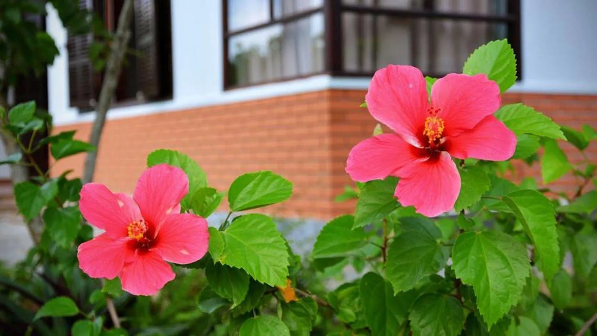 Garden Aroma Homestay Χόι Αν