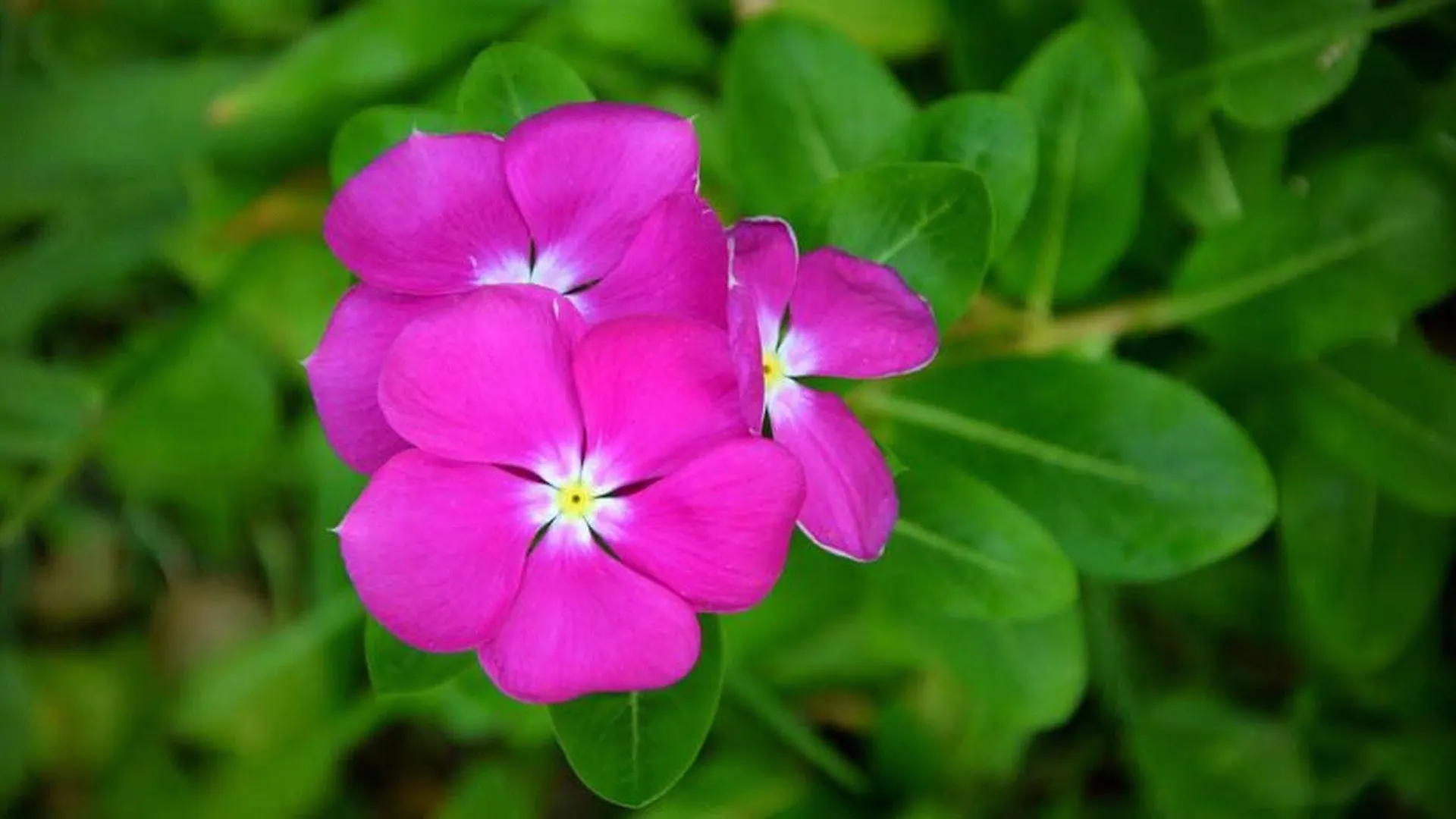 Garden Aroma Homestay Χόι Αν 0*,  Βιετνάμ